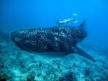 whale shark, mozambique