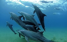 dolphins, mozambique